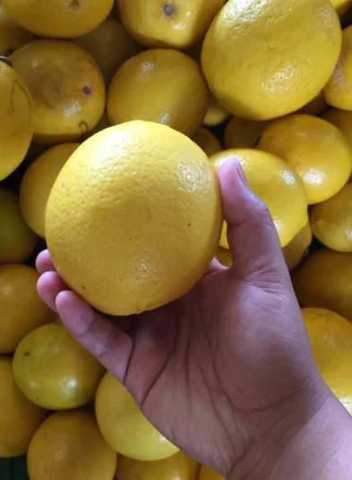 HIGH QUALITY Fresh Lemon - TURKEY (Antalya) 2022