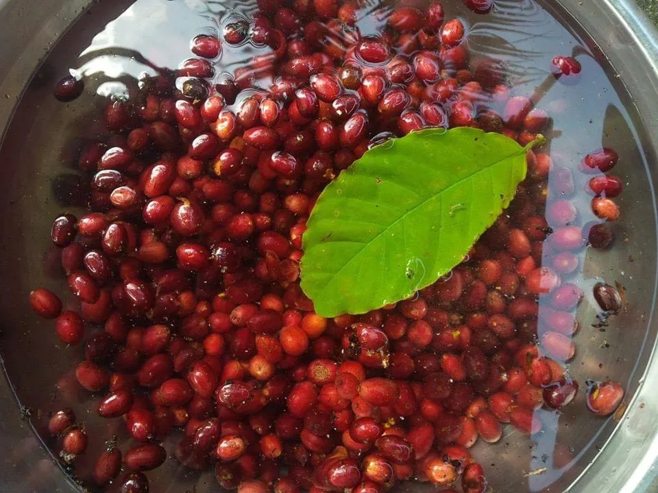 
Export Product With High Quality & Best Price Robusta Green Coffee Beans From Vietnam 