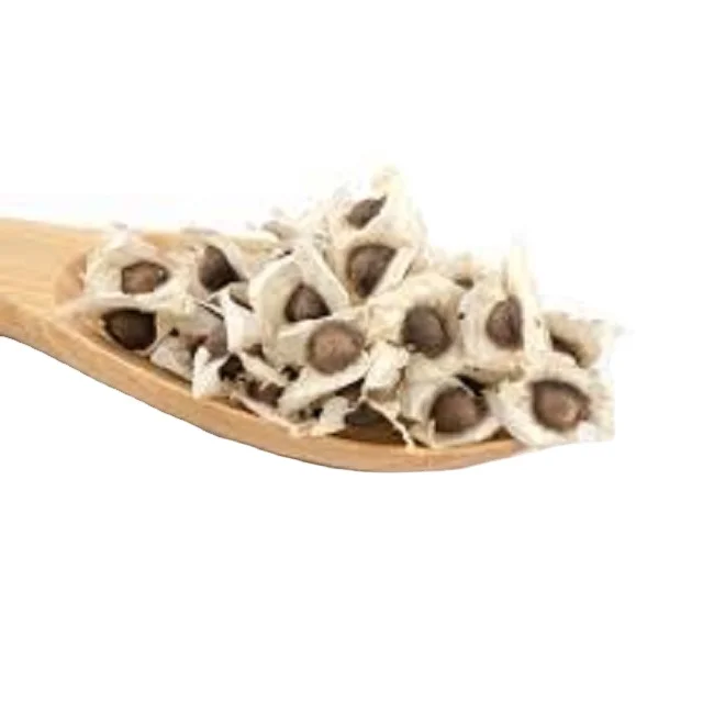seeds of miracle tree moringa Moringa seed kernals for moringa oil extraction Provides nourishment and energy  Quality