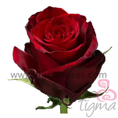 Ecuador rose EXPLORER natural fresh flowers long stem cut roses for wholesale and wedding from Tigma