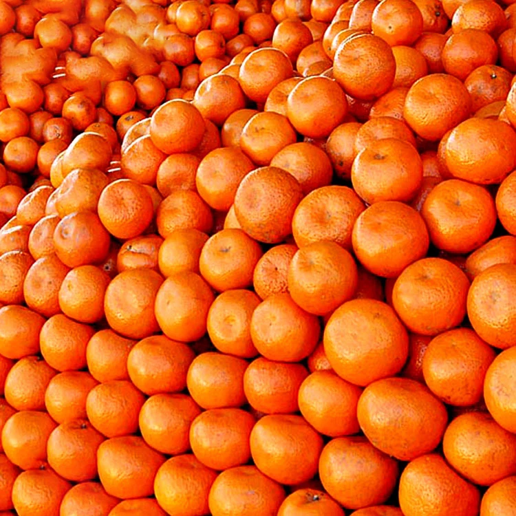 Sweet Full Juicy Mandarin Orange, Special Offer for Russian Buyers