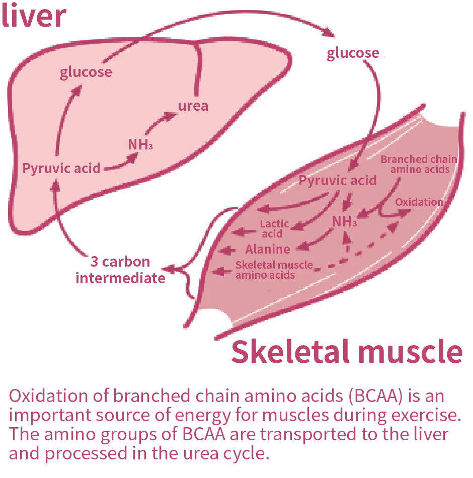 BCAA.png