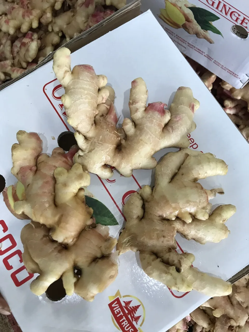 
Origin from Vietnam bulk fresh ginger size 150g and up to 500g mesh bag 21kg or carton 10kg net weight 