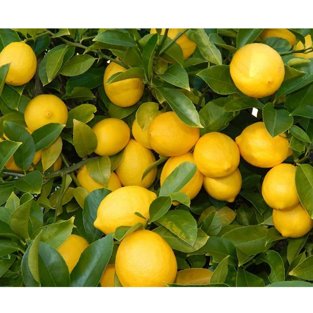 Fresh Super Delicious Taste Premium Quality Yellow Lemon - Whole Fruit Export