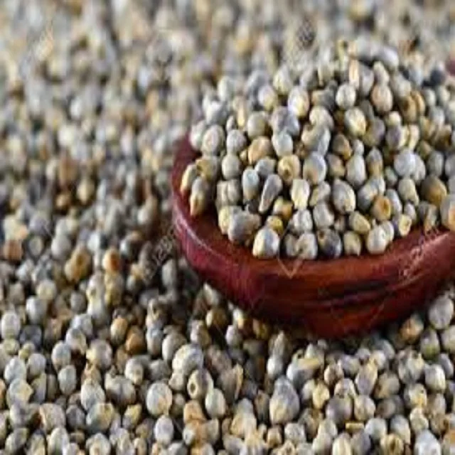 
Natural Raw Green Millet yellow millet Bajra India Origin Animal Feeds 