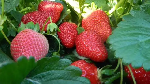 
High Quality Fresh Natural Strawberry 