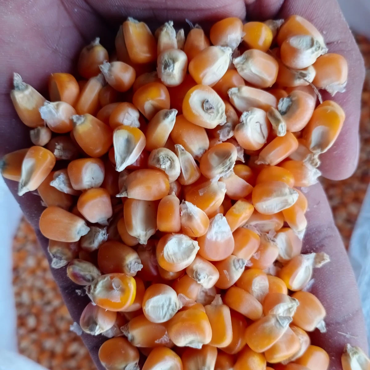 Yellow Corn/Maize Best Price 2021 Wholesale Fit for Human Consumption and Animal Feed, yellow maize