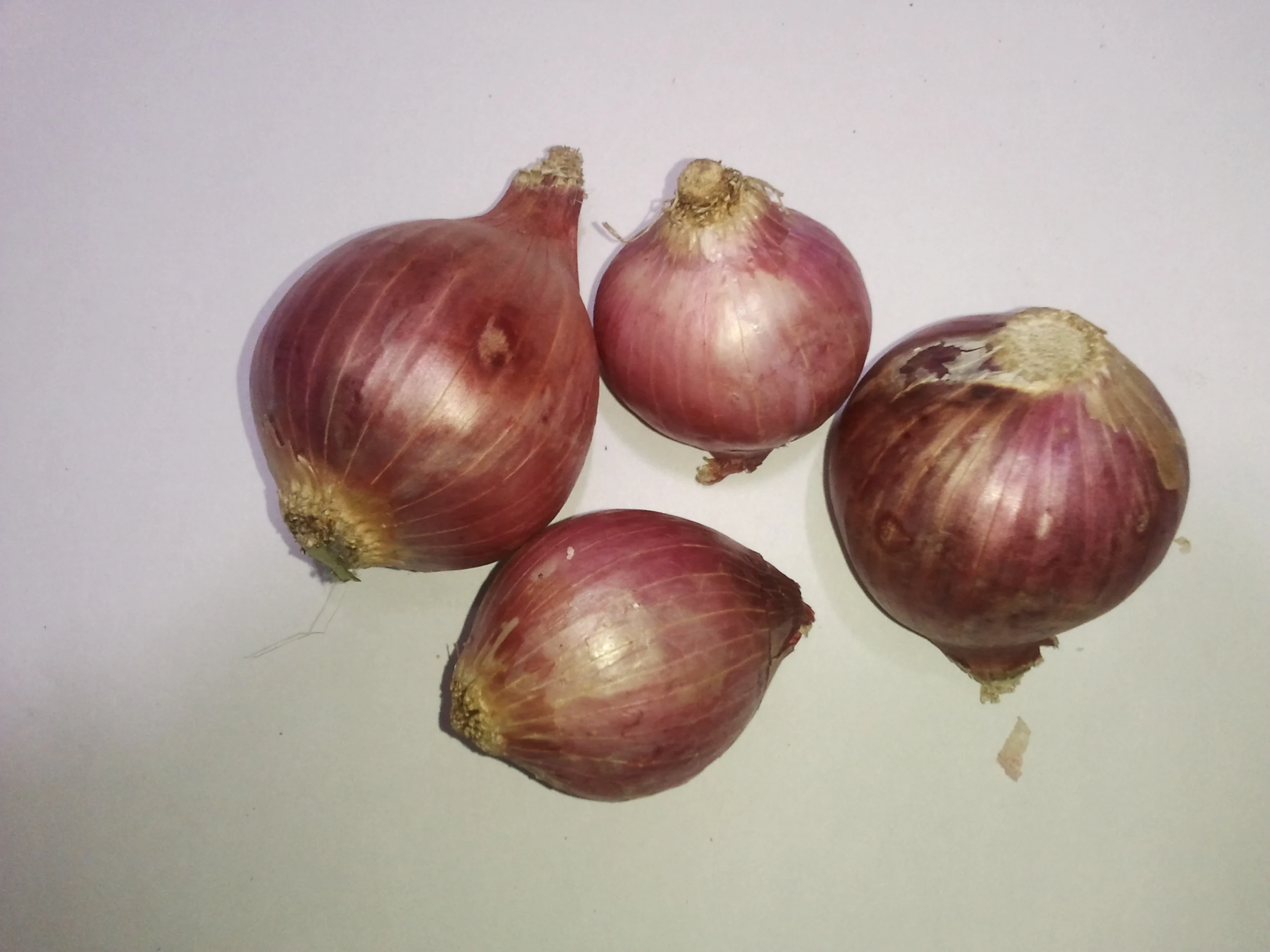 Manufacturers of High Quality Fresh Red Onion From India for Sale in Bulk Quantity With Standard Packaging