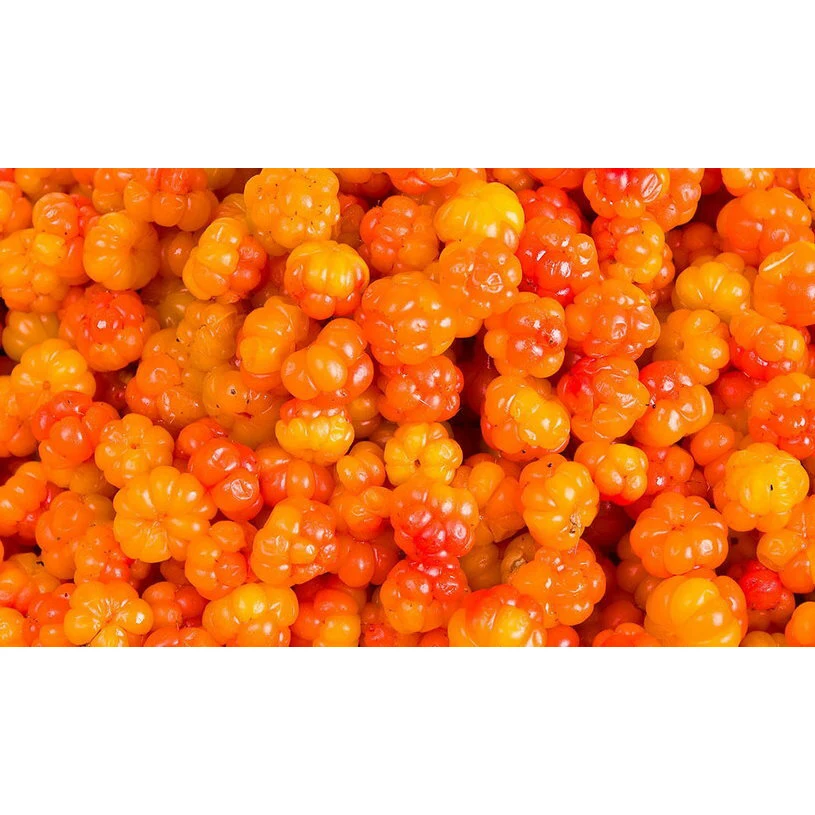 Eco-friendly Box Packaging GOST Standard Fresh/Frozen Cloudberry Royal Berries From Rich Wild Lands of the Arkhangelsk