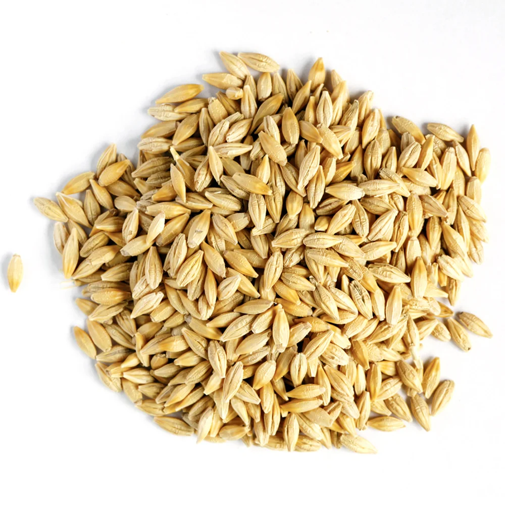 Barley Grains Premium Barley Seeds/Animal feed barley/bulk barley grains Malted Barley Malt grain for sale best Grade