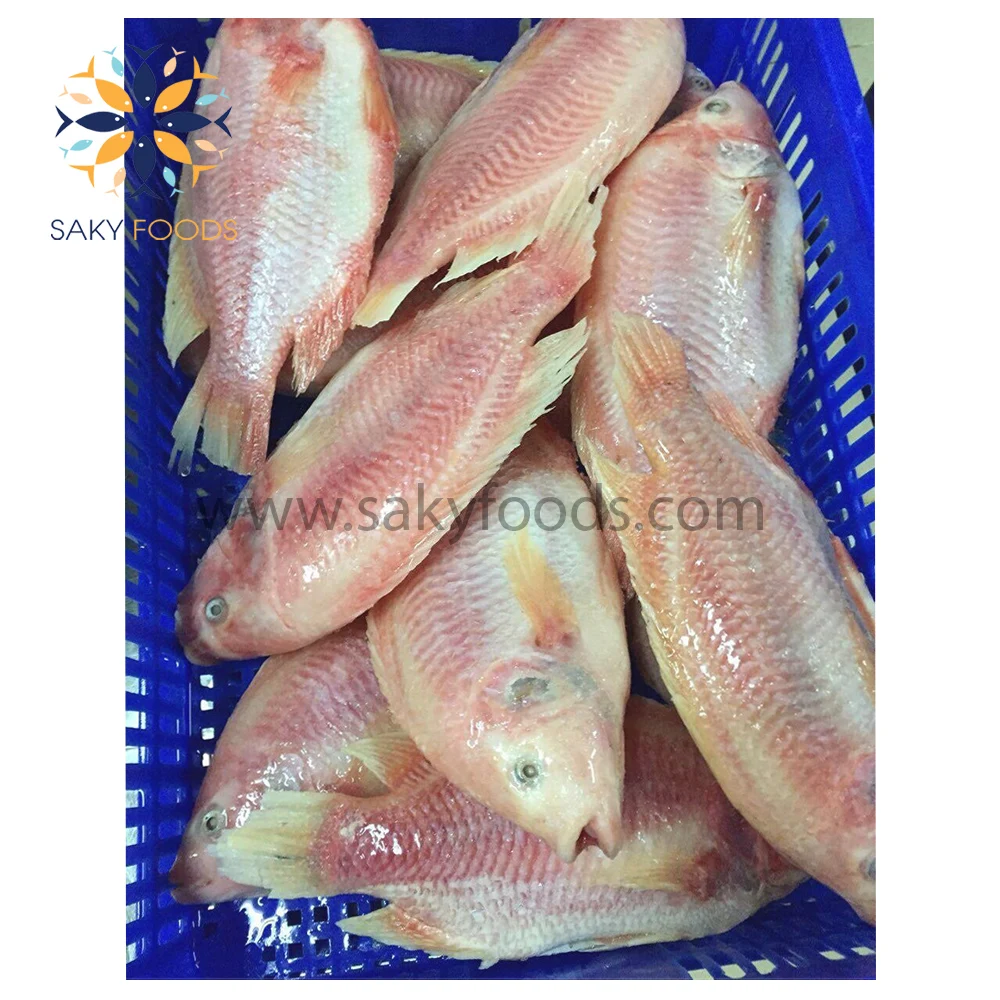 Hot Sale Top Quality Frozen Red Tilapia Red Tilapia Fish Viet Nam Supplier Block Bulk Style Packaging