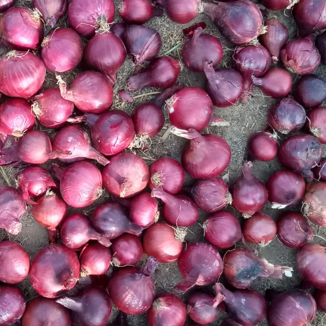 Red Onions