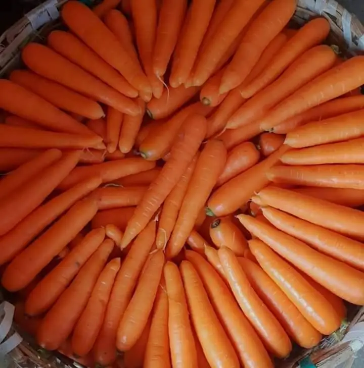  Supply Dried Carrot/ Fresh Frozen Carrot with High
