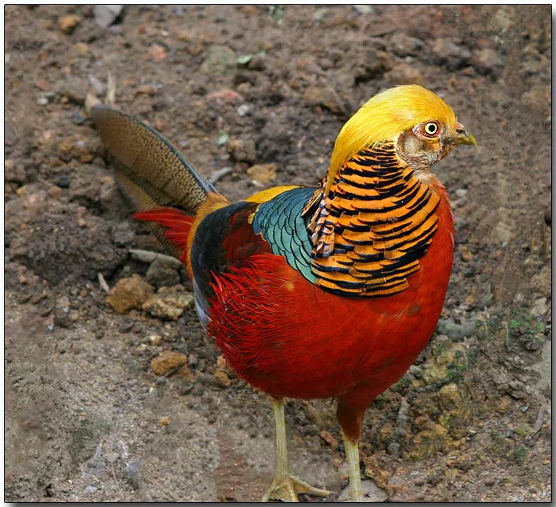 gold pheasant birds 00 12.jpg