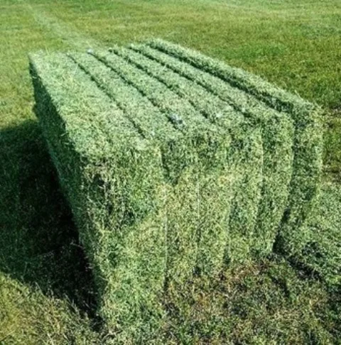 
Cheap Price Alfafa Hay/Stuff Alfalfa / Alfalfa Hay 