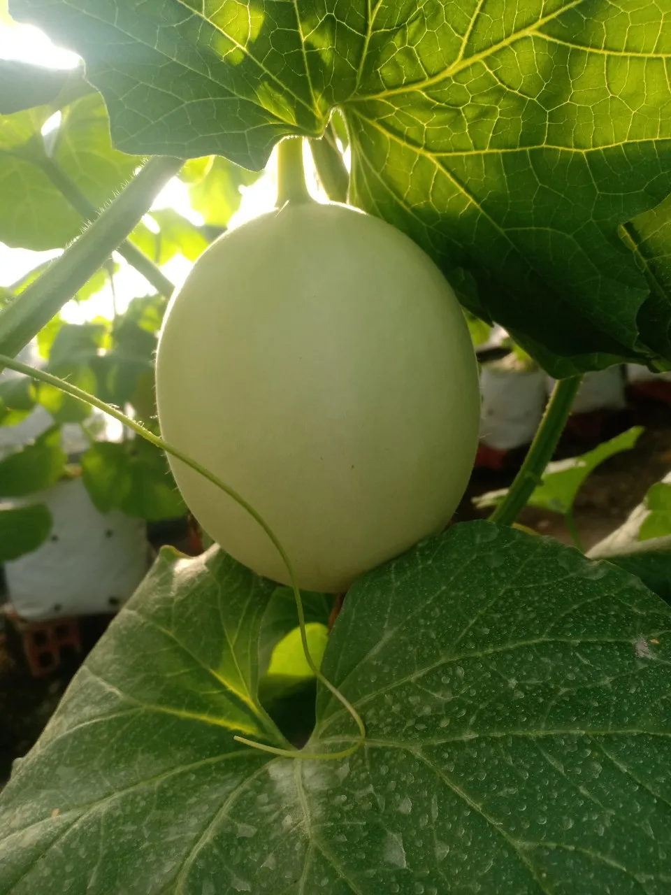  Оптовая цена Высококачественная фруктовая Дыня/канталупа из Вьетнама