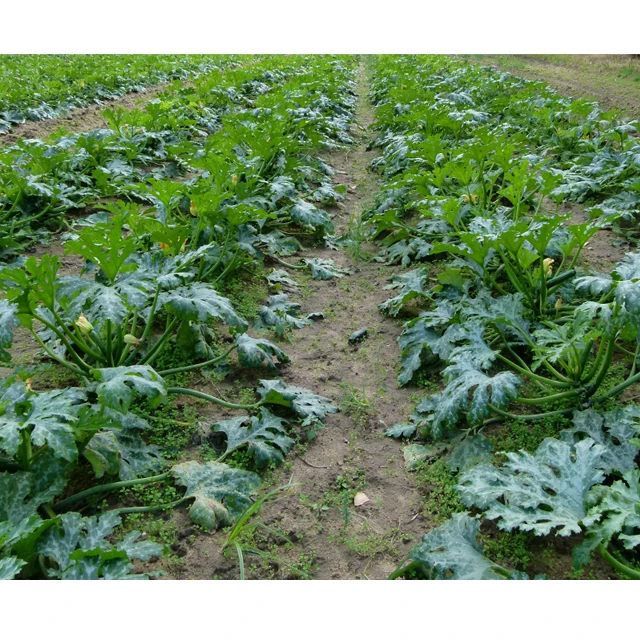 Baby Courgette/ Baby Zucchini100% Pure Natural - Export