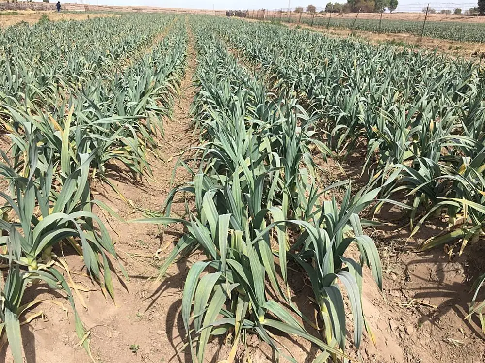 Elephant Garlic /2021 HARVEST / Fresh Garlic / Pure White Garlic /