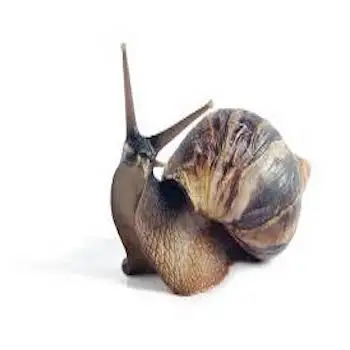 Giant African Land Snails for sale,High Quality Edible Snails Frozen,Dried ,Fresh Snails For sale
