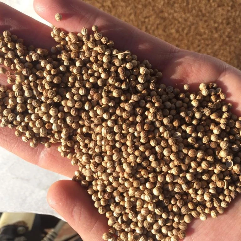 Coriander Cilanter from Argentina