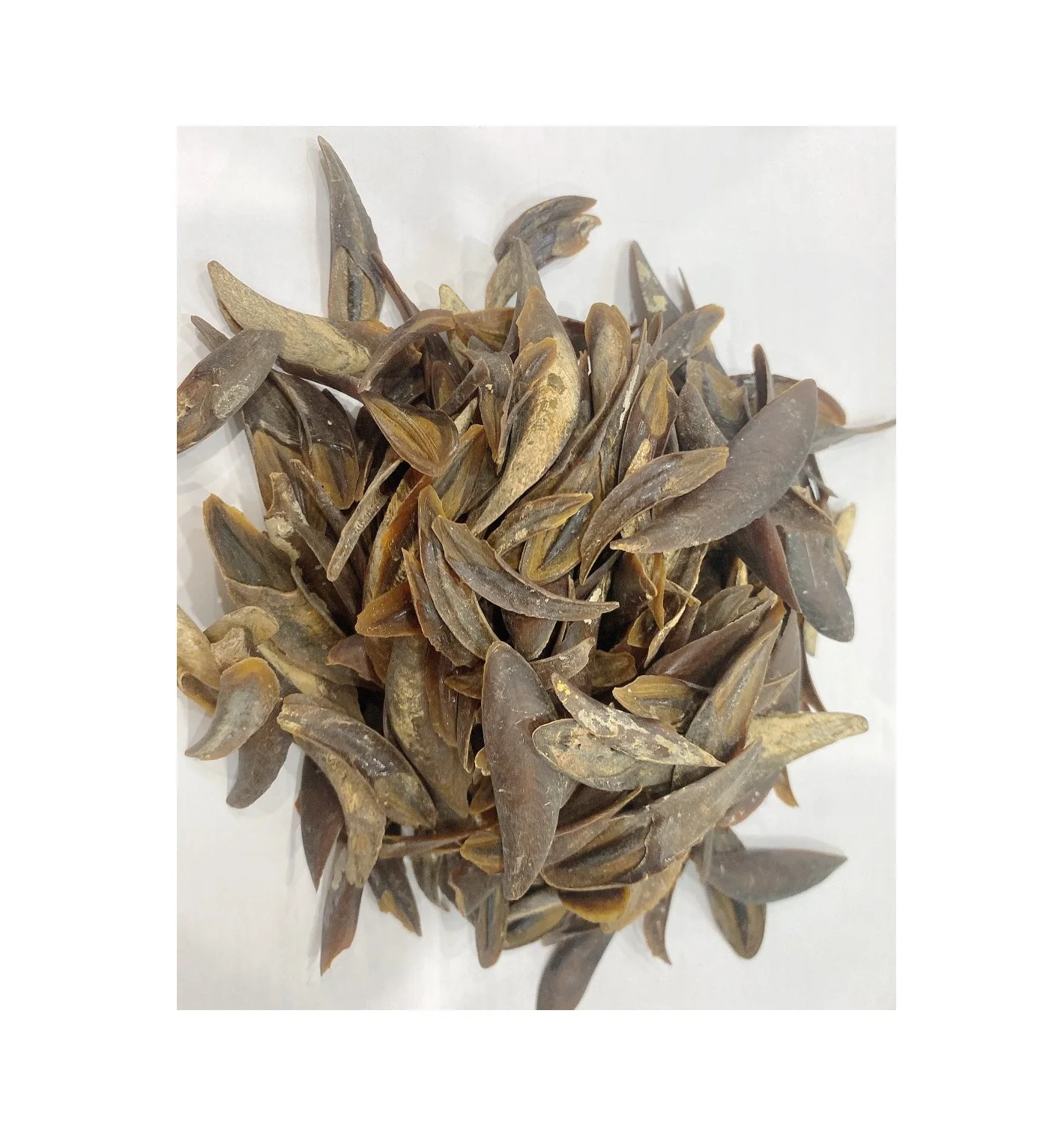 Cheap Price Dried Murex Operculum Shell Murex Operculum shells