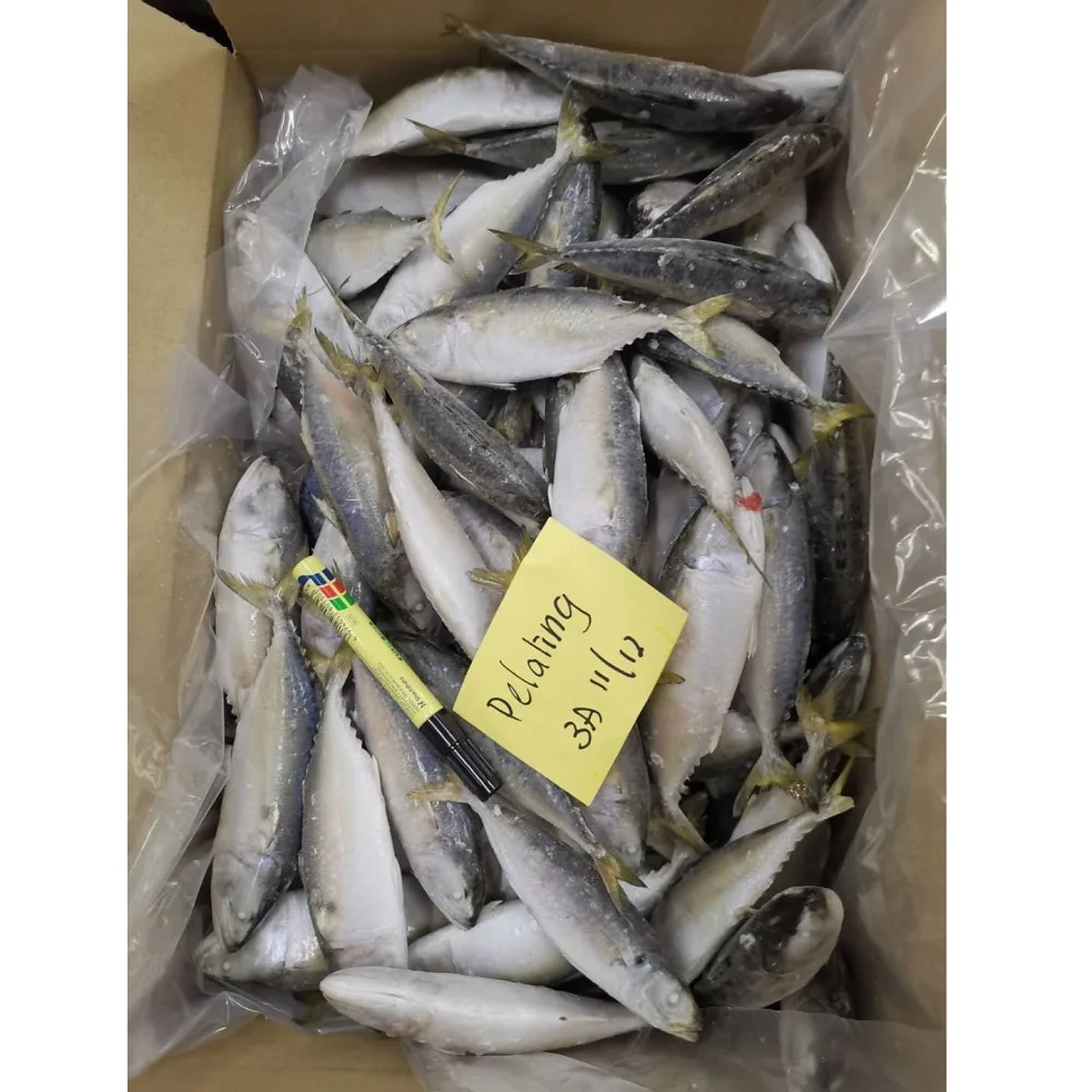 Frozen Whole Round Short Bodied Mackerel With IQF BQF Freezing Process For 24 Months Shelf Life