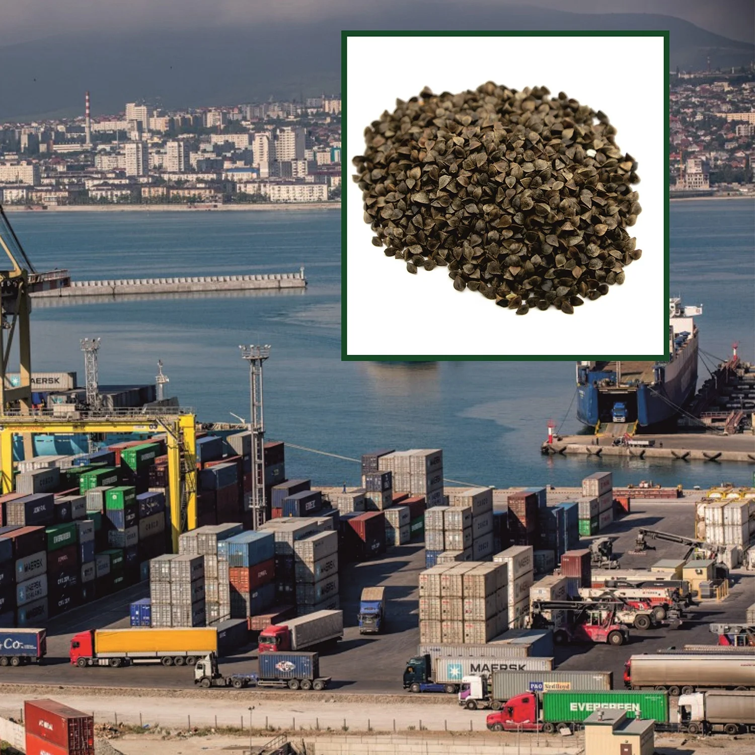 
High quality buckwheat 25/50 kg bags or in bulk, product of Russia 