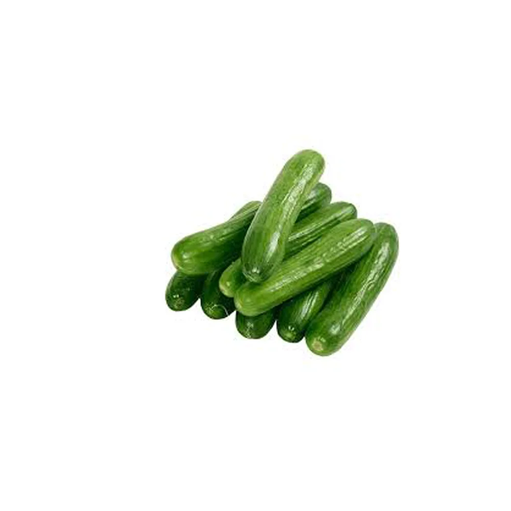 Vegetables Green Fresh Cucumber for Sale Best Price Style Small Weight Origin