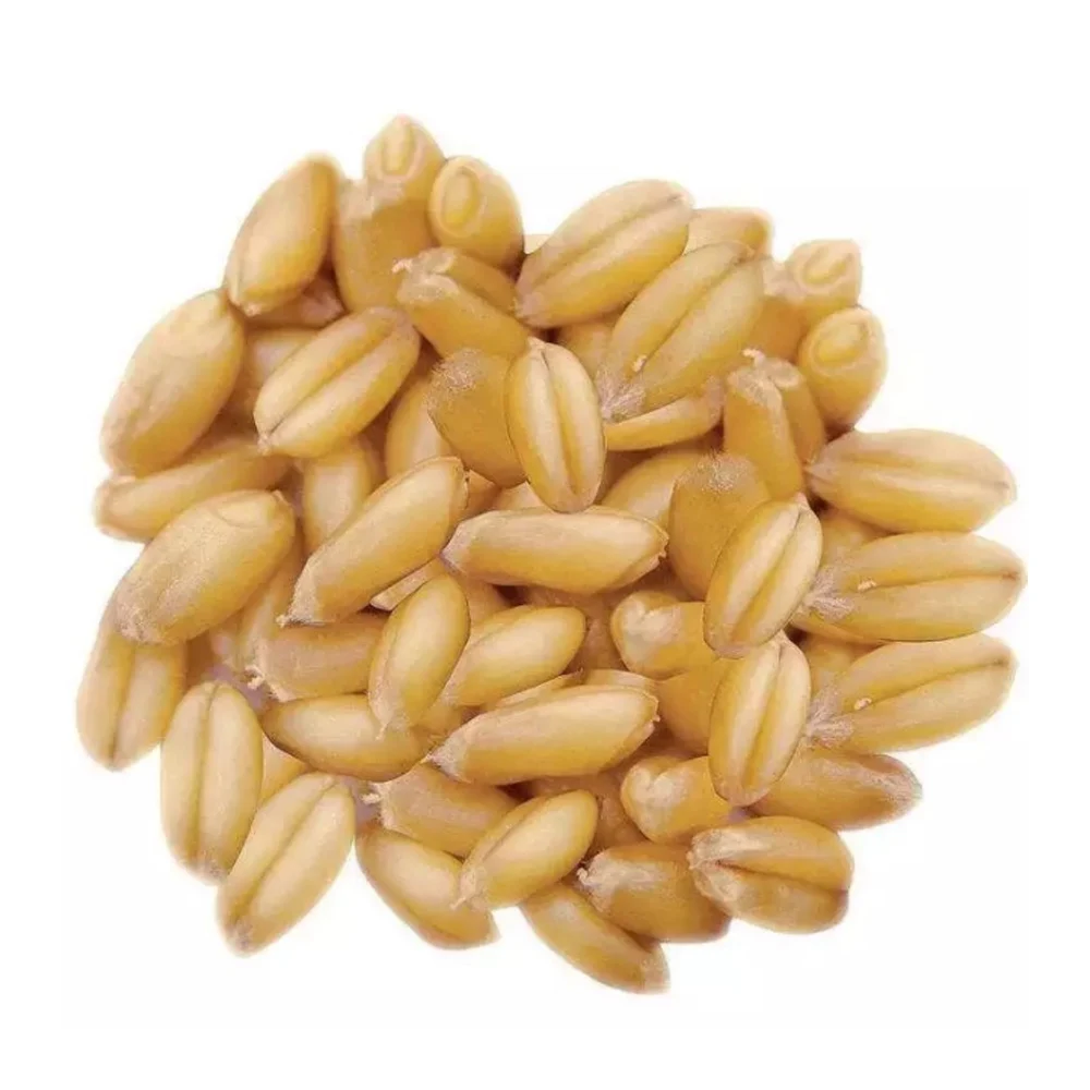 Wheat Grain in bulk / hight quality wheat, whole nutrition grain for export