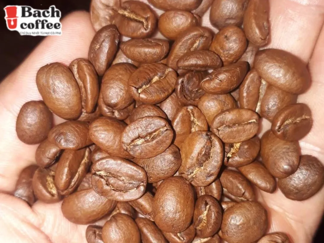 Espresso Italiano Whole Bean Coffee Blend, Medium Roast, Small Batch ,  Hand Picked , Fair Direct Trade , Private label