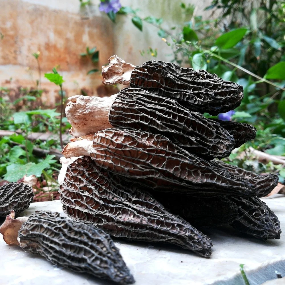 Natural magic Wild High Quality Mushrooms Dried Black Fungus For Wholesales with good quality
