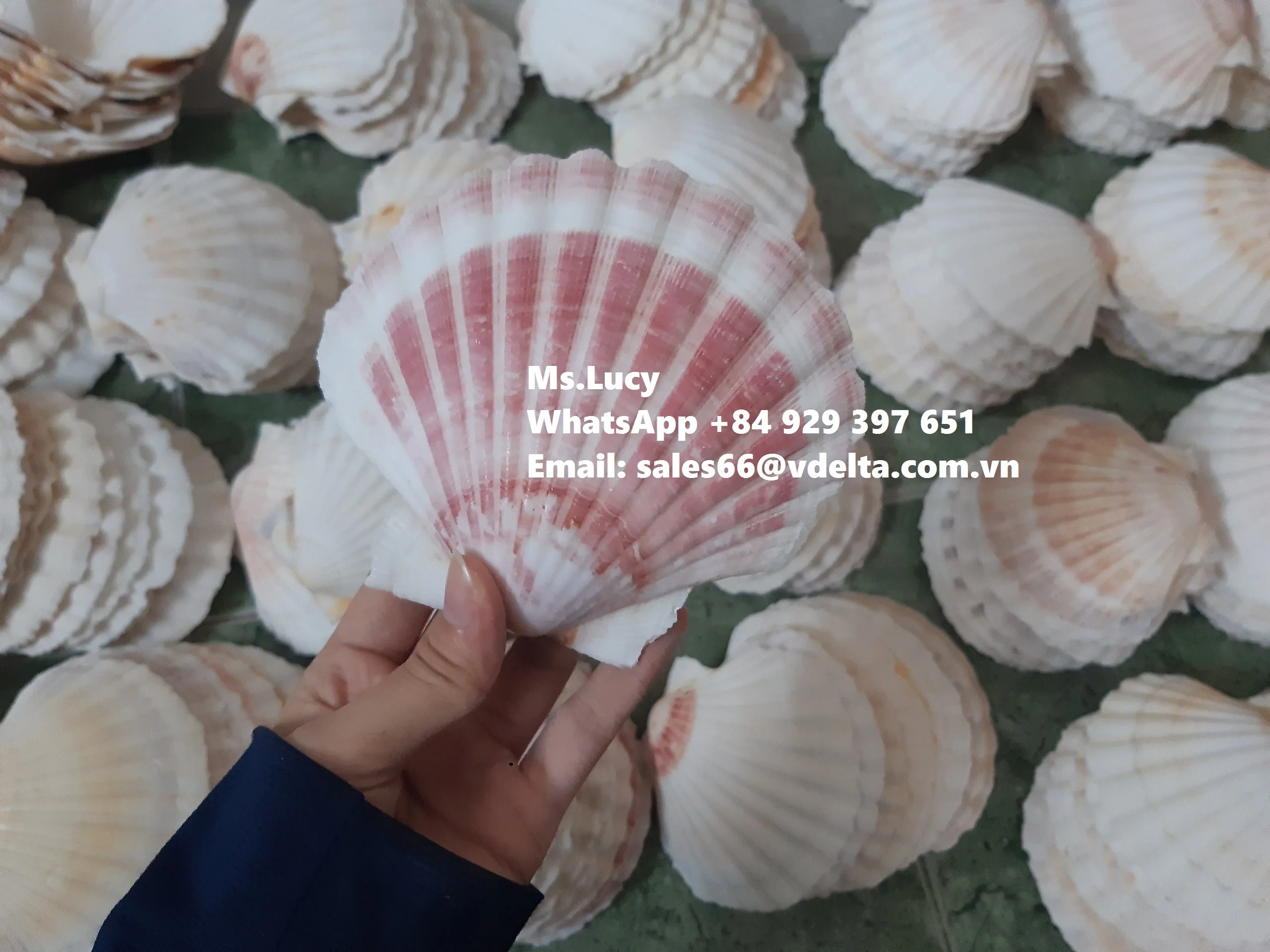 Морская раковина из гребешков натуральная для украшения Вьетнамского пляжа мисс Люси + 84 929 397 651