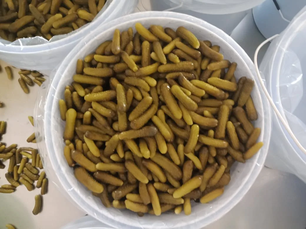 Высококачественные корншоны Перкинс упакованные в ведро надлежащим образом для продуктов питания изготовленных Индии по заводской