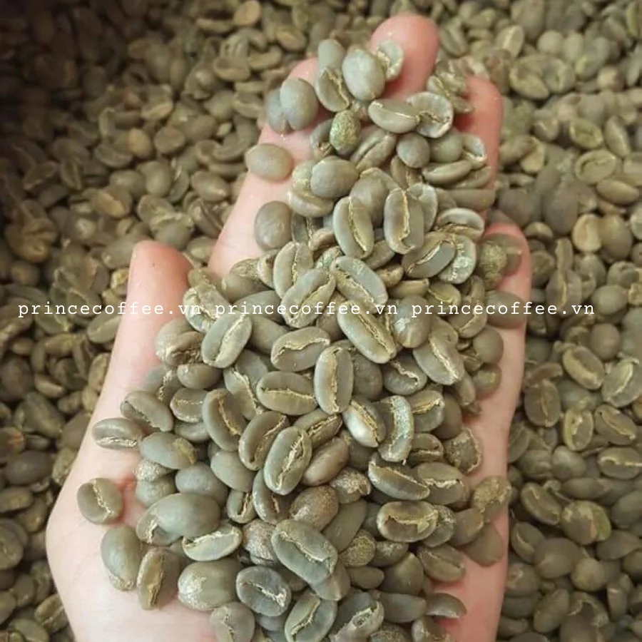  Бесплатный образец зеленый кофе в зернах оптовая продажа Arabica вьетнамский производитель