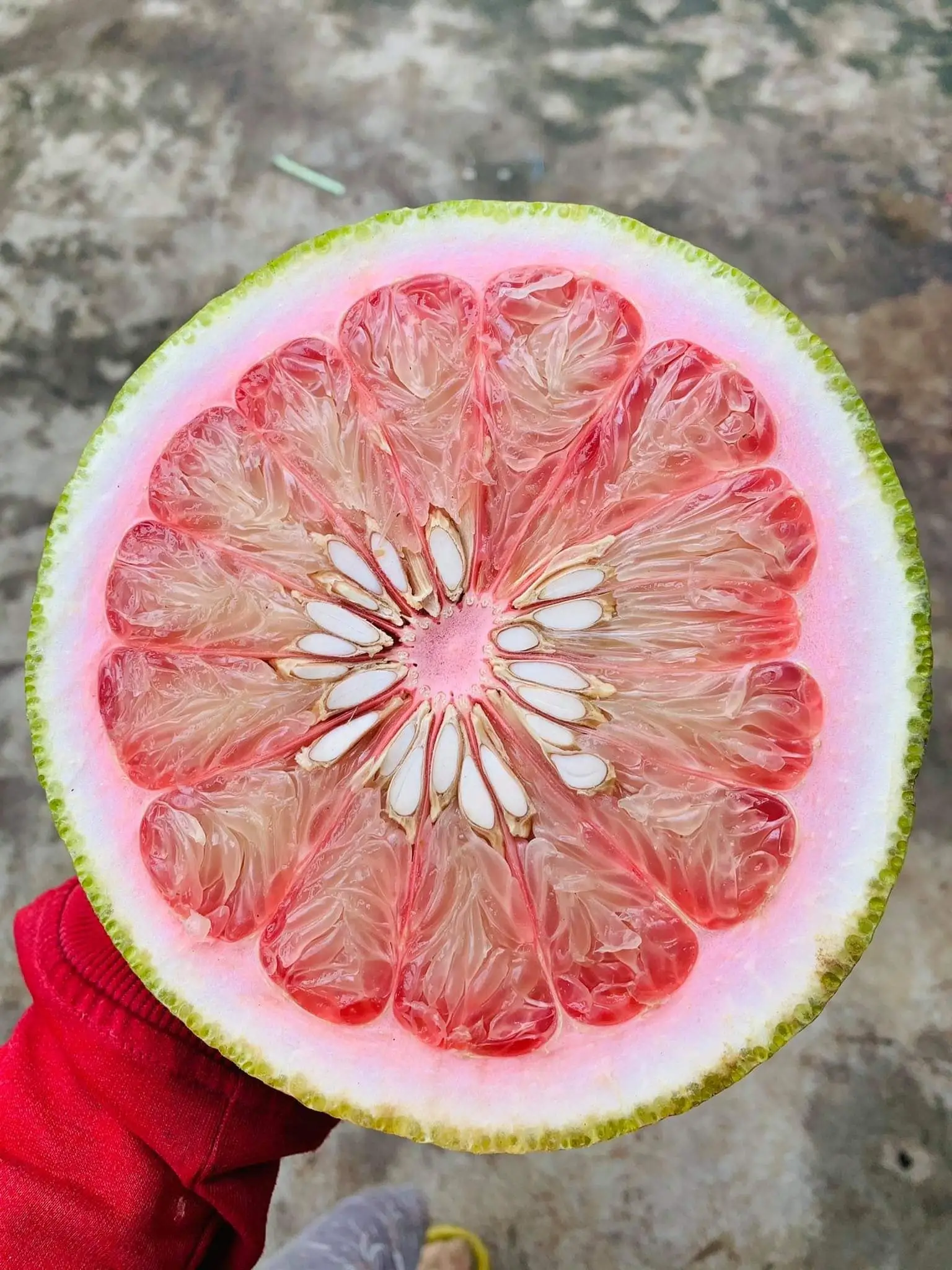 Citrus Fruit Type 100% Maturity High Quality Fresh Grapefruit From Vietnam