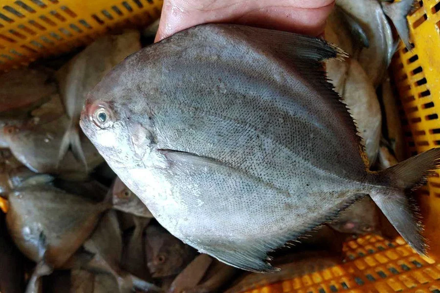 High Quality Frozen Black Pomfret export from Vietnam with best price(ThaiLien company, Ms Fiona +84908794118)