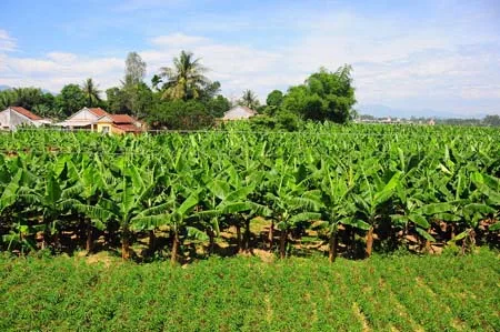 Fresh Cavendish Banana From Vietnam/ Kotinochi brand