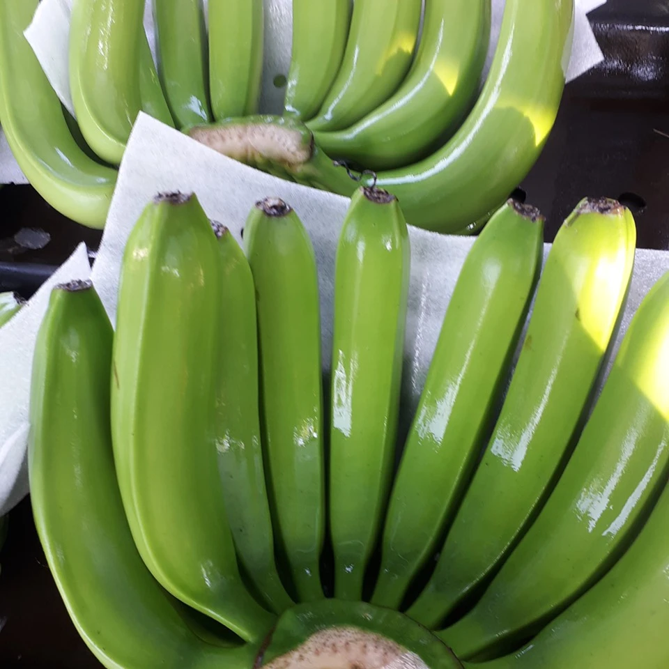 Direct Vietnam Factory Best Service Wholesale Low Price Export Fresh Banana Bag Boxes