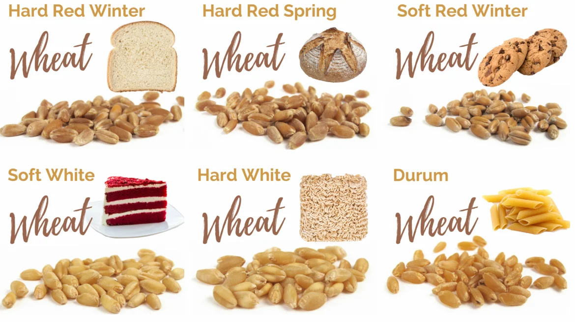 Affordable High Quality Organic Wheat Grains