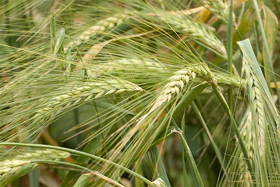 Best Quality Rye For Sale In Cheap Price