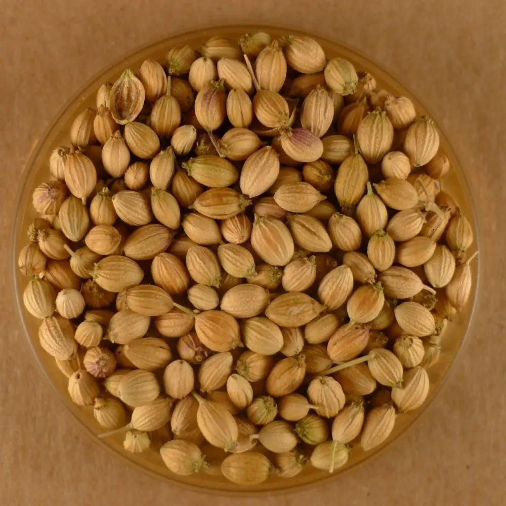 Natural Corainder seeds online for sell. High quality good price