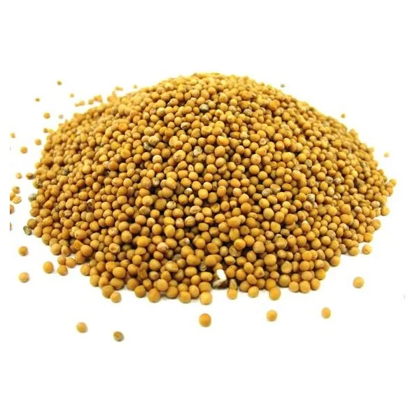 
Oil grains yellow mustard seeds 