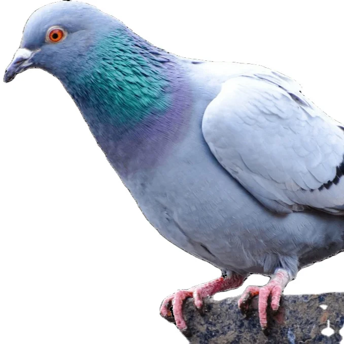 Pigeon/ parrot/ thrush/ bird  health food additive--Damel Liver Support Health Supplement- promote nutrient digestive shiny coat