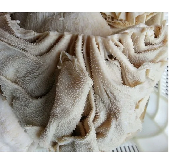 Fresh Halal Buffalo Boneless Meat / Frozen Beef Omasum / Salted beef Omasum