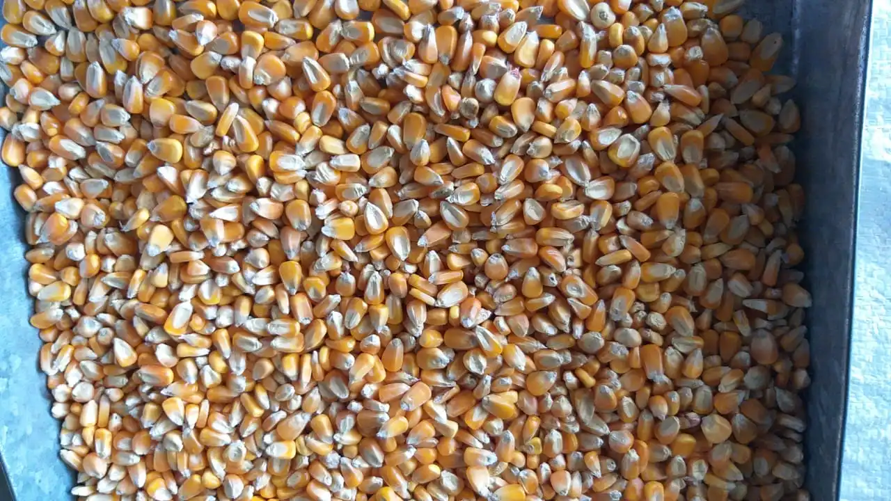 Fresh Quality Dried Yellow Maize for animal feed / Yellow maize for Poultry feed for sale 2021