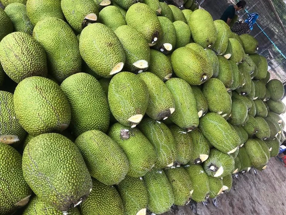 processed jackfruit PE packing  for food best choice 2021 for export market OEM fruit