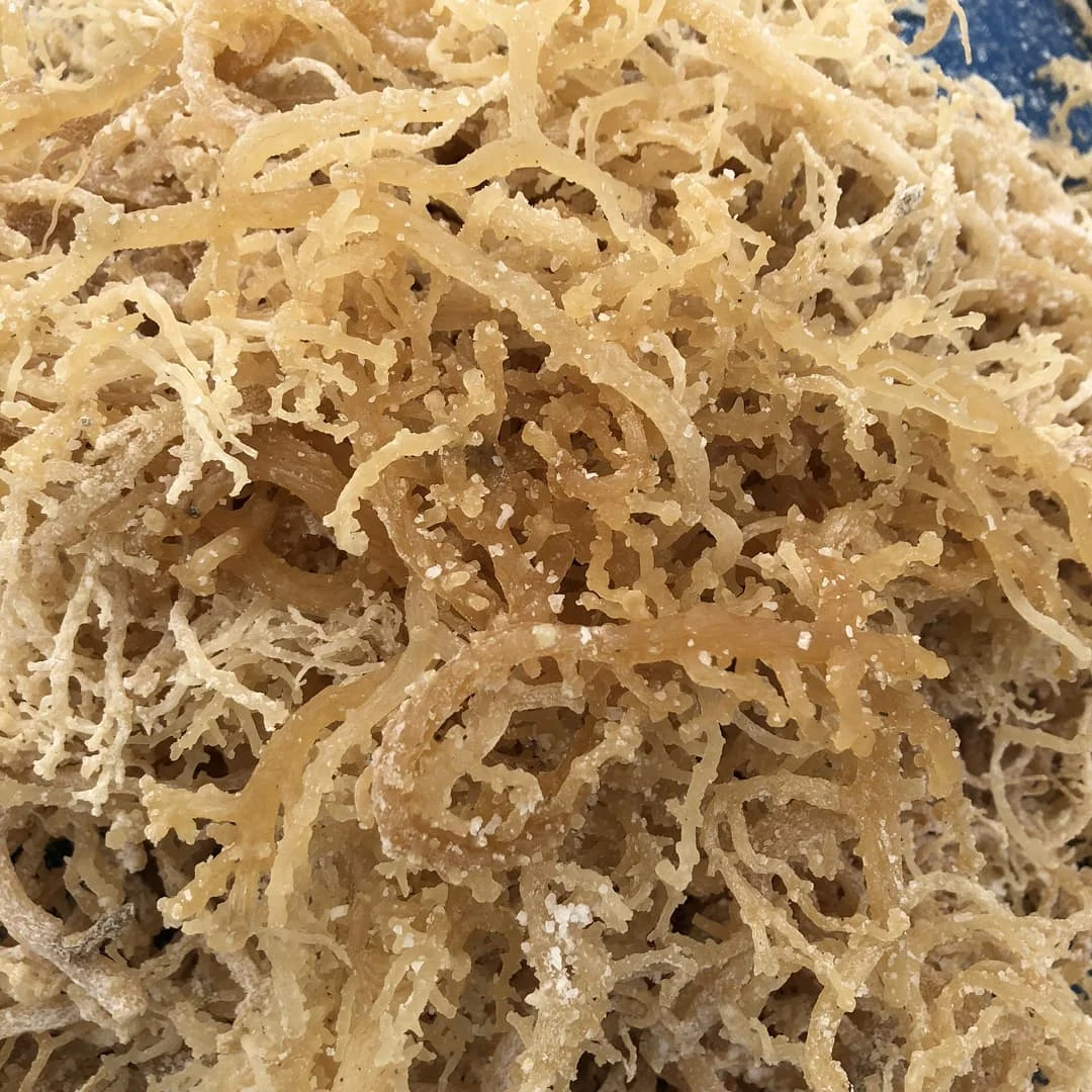 Большое количество сушеных морских водорослей ирландского морского мха Eucheuma Cottonii с чрезвычайно питательной Овощной Мэри