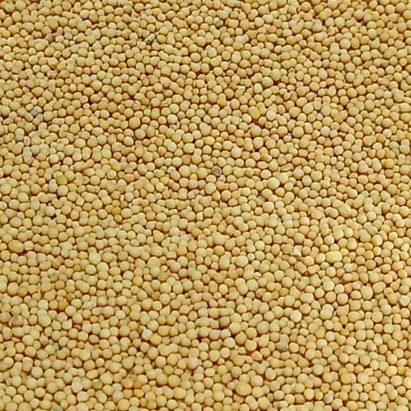 Best Quality Single Spices Yellow mustard seeds From India