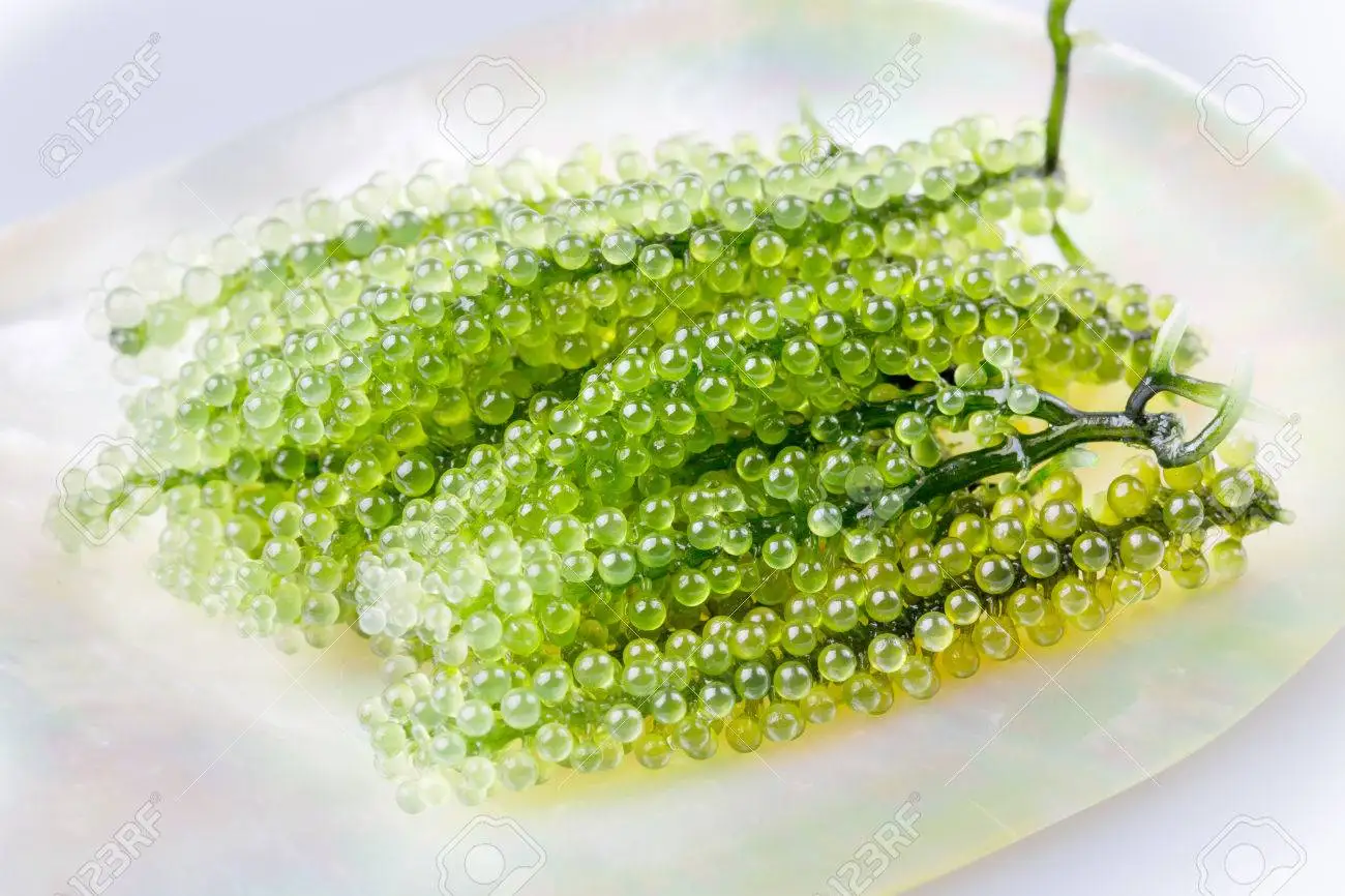 
100% Fresh Export Standard Quality Sea Grapes Wholesale Origin Viet Nam 