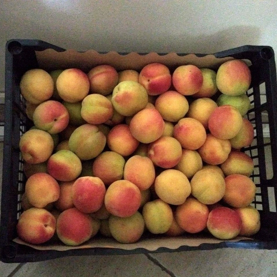 
Apricots Greek origin cheap apricots fresh apricots 